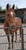 Anuncio de caballos