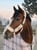 Horse ad
