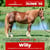 Annuncio cavallo