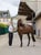 Horse ad