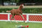 Annuncio cavallo