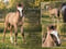 Annuncio cavallo