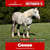 Paardadvertentie