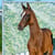 Annuncio cavallo