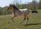 Horse ad
