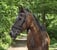 Annuncio cavallo