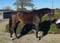 Annonce cheval