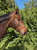 Paardadvertentie