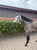 Horse ad