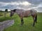 Horse ad