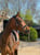 Horse ad