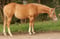 Annuncio cavallo