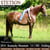 Horse ad