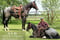 Horse ad
