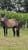 Horse ad