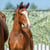 Anuncio de caballos