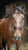 Annuncio cavallo