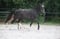 Annonce cheval