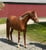 Horse ad