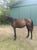 Horse ad