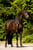 Horse ad
