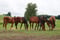 Horse ad