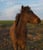 Horse ad