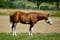 Horse ad