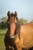 Horse ad