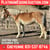 Horse ad