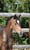 Horse ad
