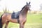 Horse ad