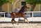 Annuncio cavallo