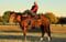 Horse ad