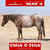 Horse ad