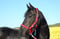 Horse ad