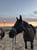 Horse ad