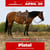 Horse ad