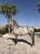 Horse ad