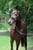 Annuncio cavallo