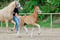 Annuncio cavallo