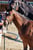 Horse ad