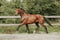 Horse ad