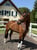 Annuncio cavallo