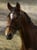 Annonce cheval