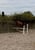 Horse ad
