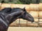 Annuncio cavallo