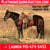Horse ad