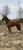Horse ad