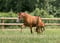 Annuncio cavallo